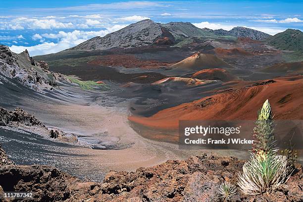 haleakala  silversword on the rim  hnp2a - big island volcano national park stock pictures, royalty-free photos & images