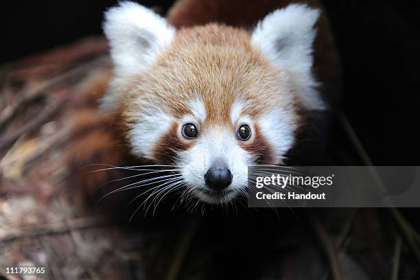 In this handout image provided by Taronga Zoo, Seba, a baby Red Panda, explores his new home at Taronga Zoo on April 7, 2011 in Sydney, Australia....