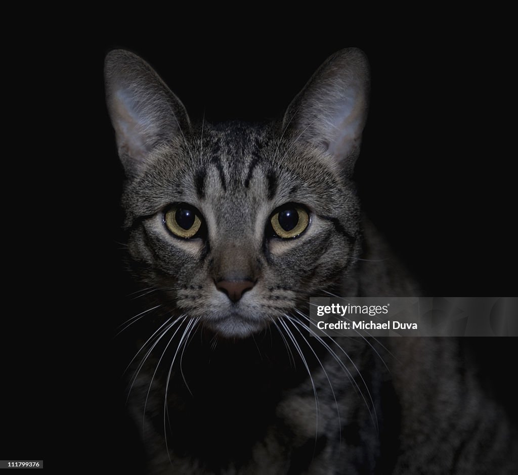 Cat on black background looking at camera