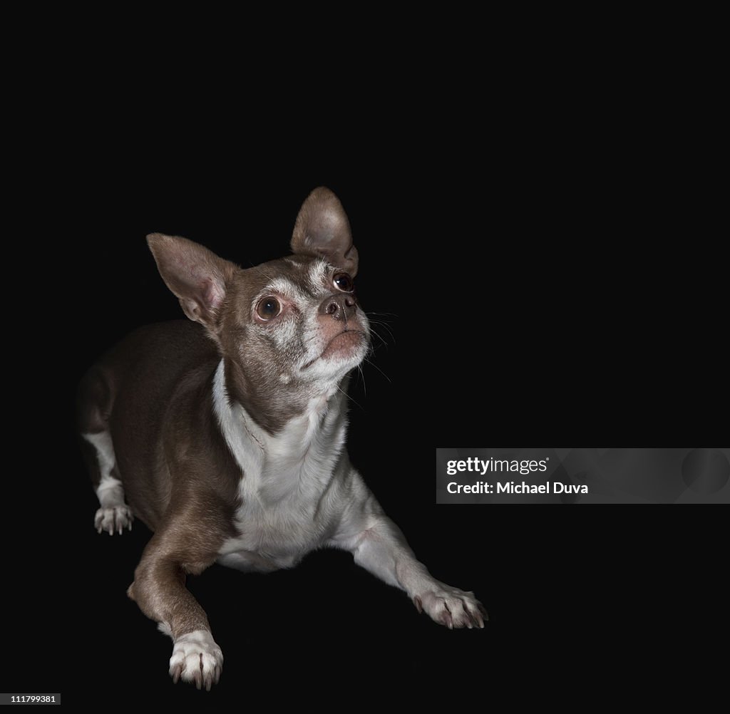 Studio Shot Dog on Black Background, Chihuahua