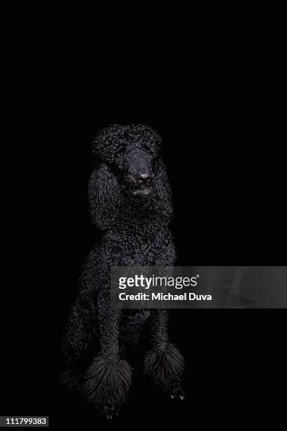studio shot dog black background, standard poodle - black poodle stockfoto's en -beelden