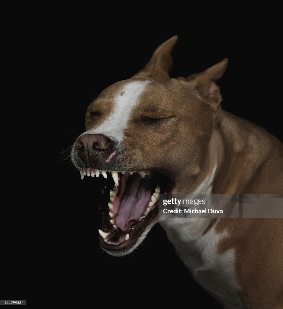 Studio shot of dog on black background, pit bull