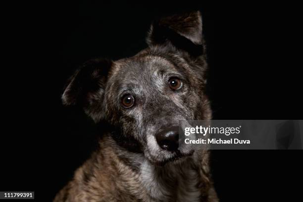 studio shot dog on black background, brindle mutt - dog black background stock pictures, royalty-free photos & images