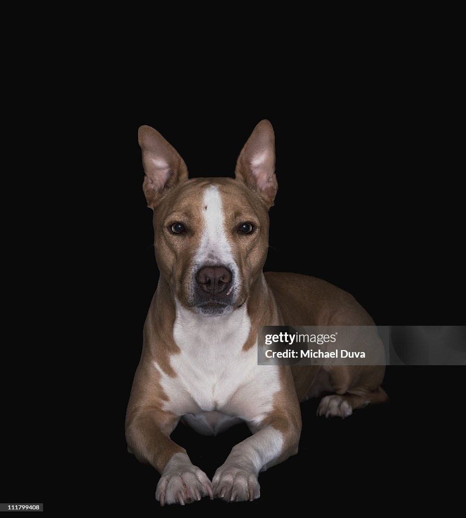 Studio shot of dog on black background, pit bull