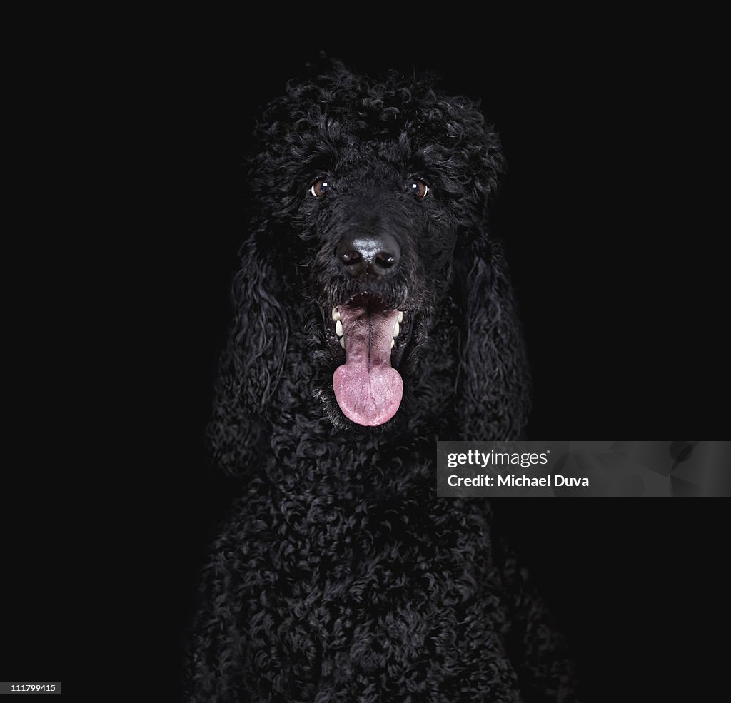 Studio shot Dog black background, Standard Poodle