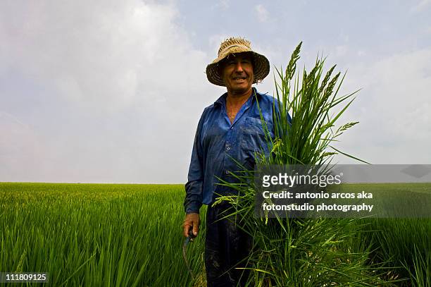 _mg_9253-2bg - rice paddy stock pictures, royalty-free photos & images