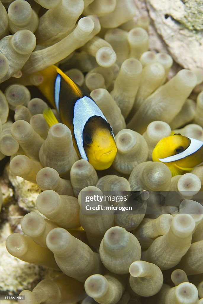 Clownfish family