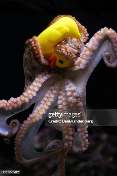 duck vs octopuss - octopus aquarium stock pictures, royalty-free photos & images