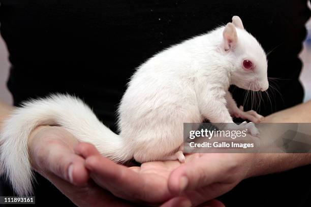 Lucy, an albino squirrel in the care of "The World of Birds" on 7 April 2011in Hout Bay, South Africa.