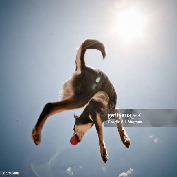 dog jumps high to catch the ball - catching ball stock pictures, royalty-free photos & images