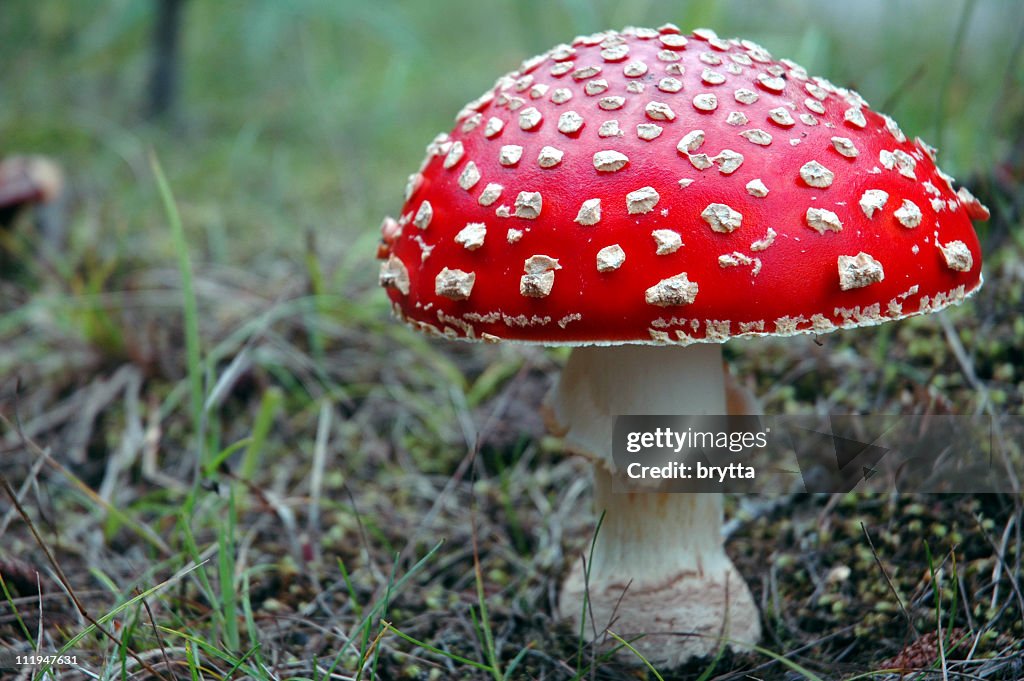 Primer plano de un avión agárico en el Bosque en otoño