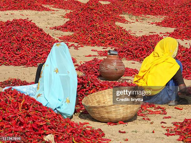 indian ladies inspecting red chili peppers - chili farm stock pictures, royalty-free photos & images