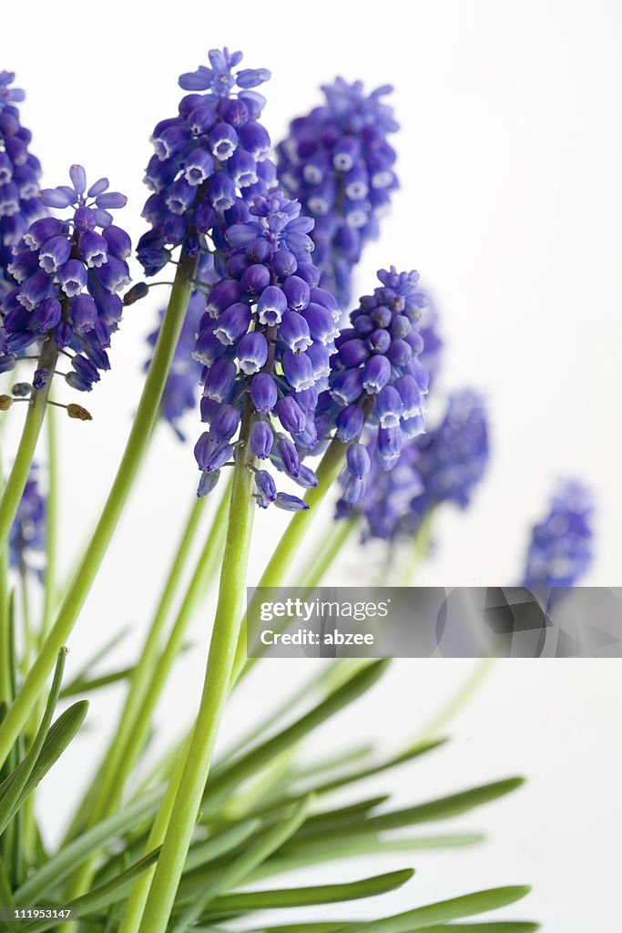 Grape Hyacinths