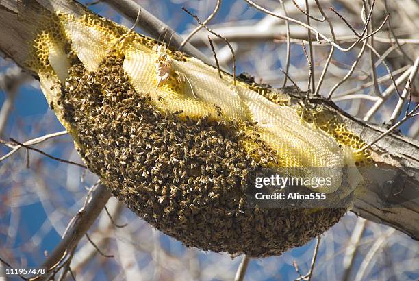 große biene nest auf baum branch - nest stock-fotos und bilder