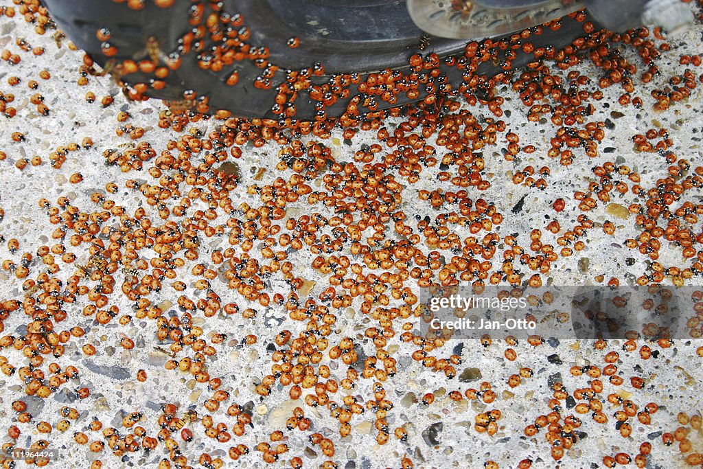 Masses of ladybugs