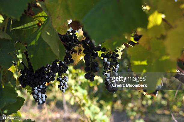 Shiraz grapes reach maturity at Foster's Group Ltd.'s Seppelt vineyard in Great Western, Australia, on Friday, April 8, 2011. Foster's Group,...