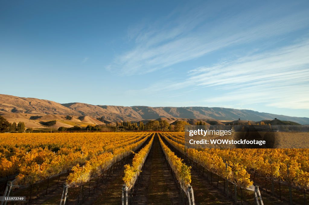 Vineyard in Autumn