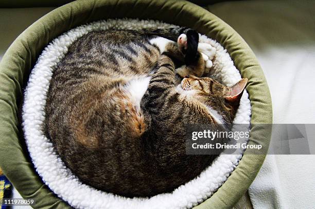 a cat sleeping in a cozy bed. - dierenmand stockfoto's en -beelden
