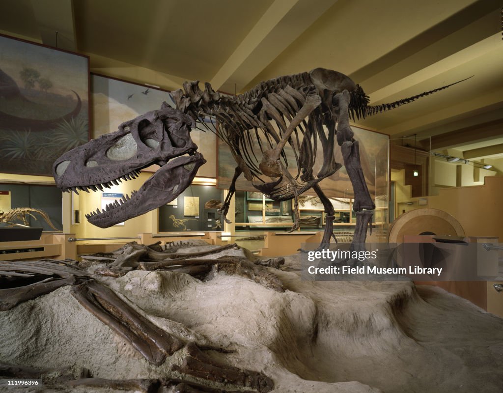 Albertosaurus Libratus Fossil Skeleton 1994 Name Means Alberta albertosaurus-libratus-fossil-skeleton-1994-name-means-alberta