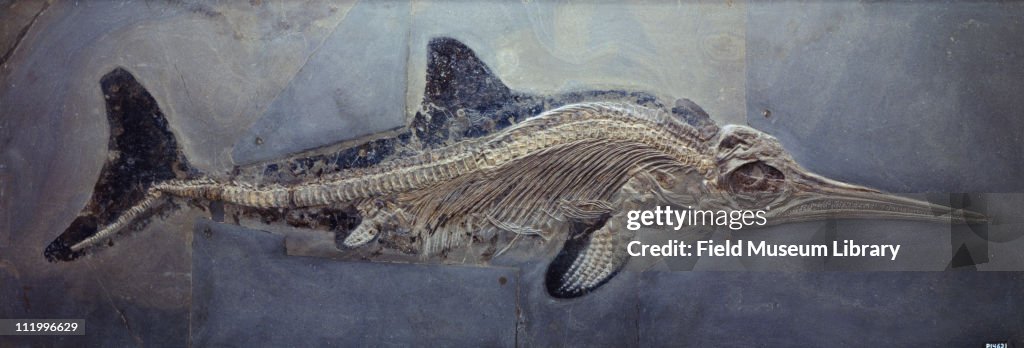 Ichthyosaur Fossil Skeleton