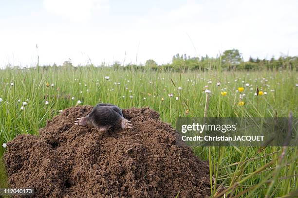 mole on his molehill - maulwurf stock-fotos und bilder