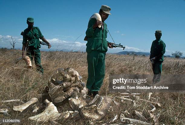 Park Rangers, who earn 70 US dollars per month with a confiscated elephant ivory tusk worth 2,700 US dollars, at Mikumi National Park, Tanzania. The...