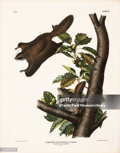 Oregon Flying Squirrel, Plate 15 in John James Audubon's The Viviparous Quadrupeds of North America , mid 19th century.