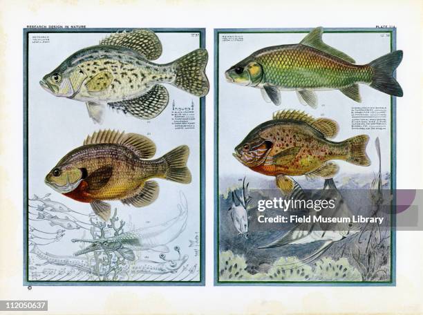25 Black Crappie Stock Photos, High-Res Pictures, and Images - Getty Images