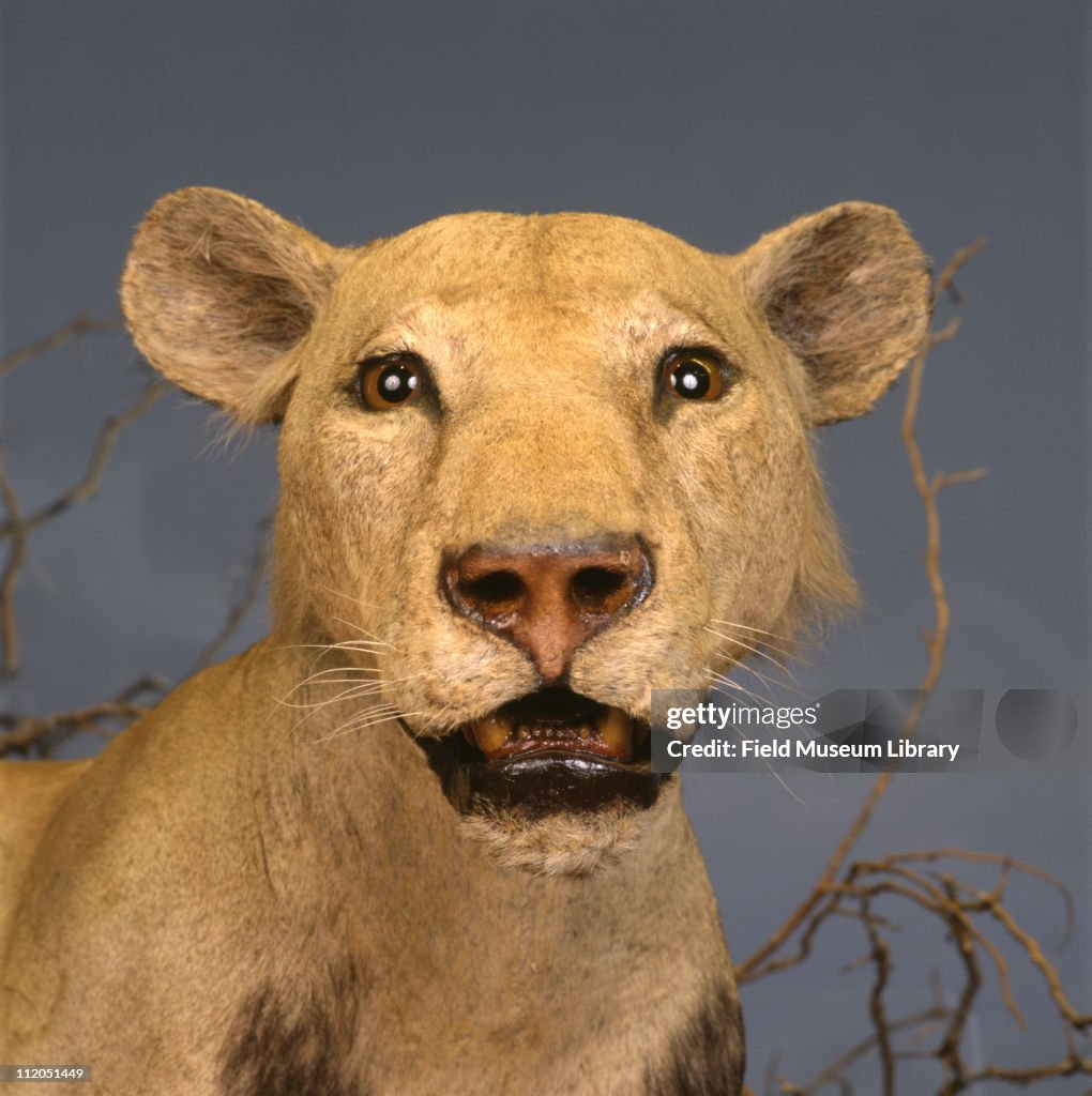 Tsavo Lions