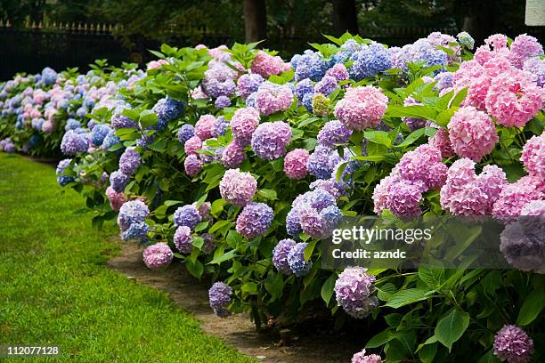 hydrangea - hydrangea stock pictures, royalty-free photos & images