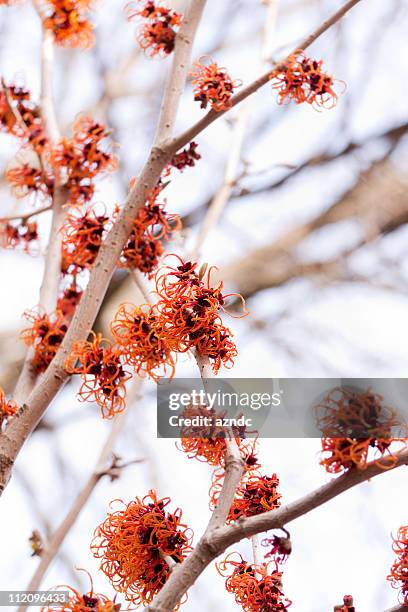 witchhazel - hamamelis stockfoto's en -beelden