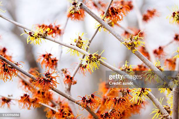 witchhazel - hazelaar stockfoto's en -beelden