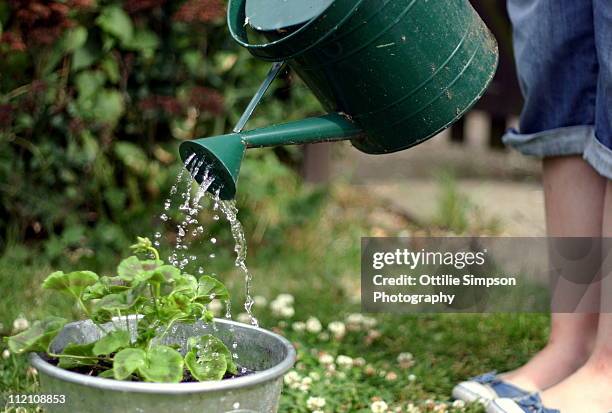 watering the garden - watering plants stock-fotos und bilder