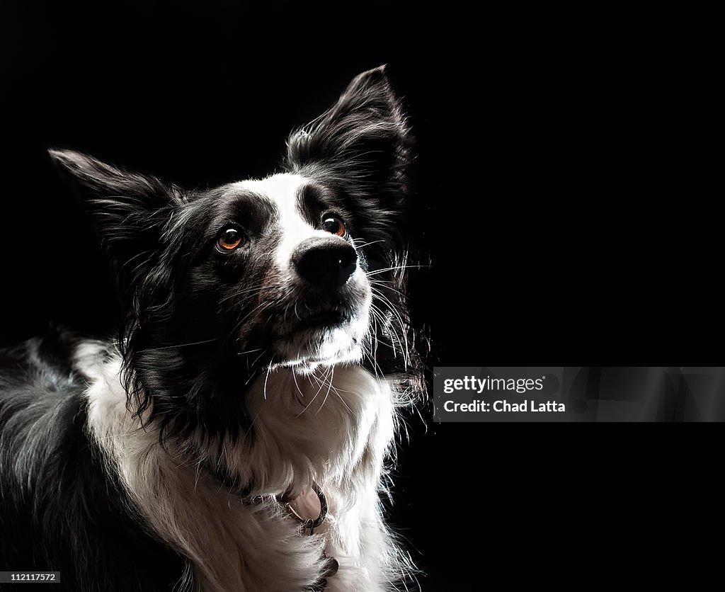 Border collie