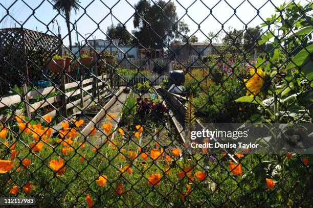 looking inat the community garden - chainlink fence stock pictures, royalty-free photos & images