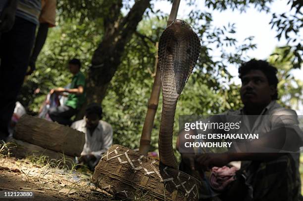 In this file photograph taken on August 17, 2010 an Indian snake charmer displays a snake which he claims to be a 'Gokhra' to the passersby at a...