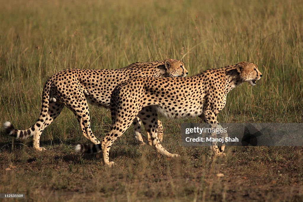 Cheetahs on lookout