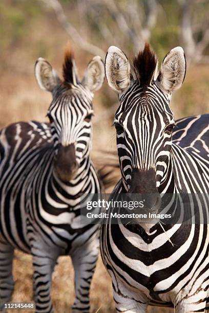 zebra in kruger park, south africa - kruger national park stockfoto's en -beelden