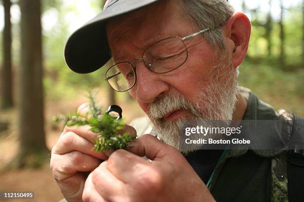 Group of scientists from around New England walked through Purgatory Chasm in Sutton, MA to examine the thousands of hemlock trees of dying of an...