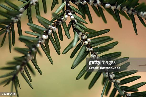 Group of scientists from around New England walked through Purgatory Chasm in Sutton, MA to examine the thousands of hemlock trees of dying of an...