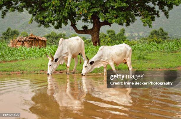 under the mango tree - mango drink stock pictures, royalty-free photos & images