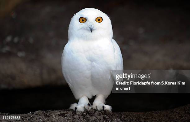 snowy owl - gufo foto e immagini stock