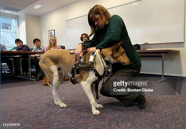 Kristen Hartness Law with Canine for Disabled Kids demonstrates on February 24, 2011 how she uses of Bronson, a a four-year old smooth coat Collie,...