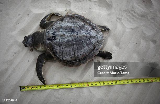 1,677 Dead Sea Animals Photos and Premium High Res Pictures - Getty Images 1,677 Dead Sea Animals Photos and Premium High Res Pictures - Getty Images