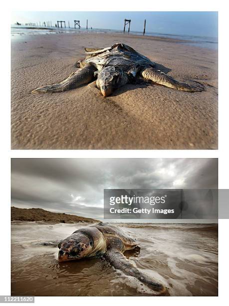 Dead sea turtle is seen laying on a beach as concern continues that the massive oil spill in the Gulf of Mexico may harm animals in its path on May...