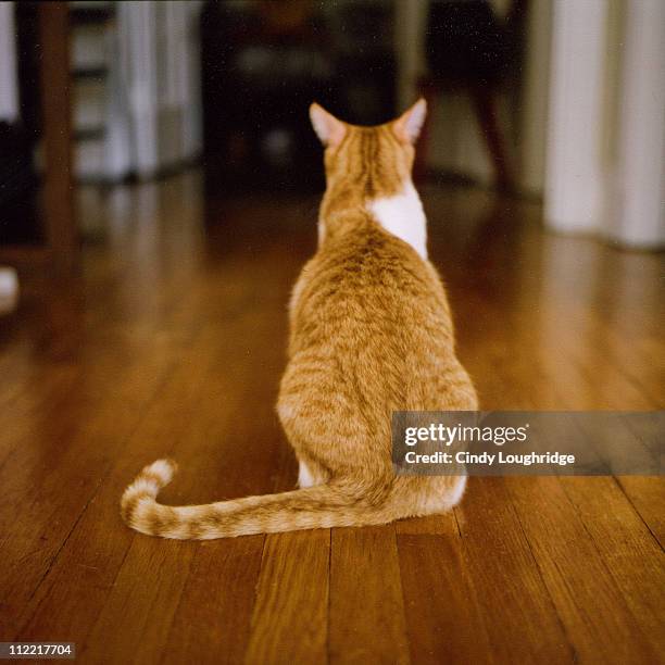 cat bootie - cat back stock pictures, royalty-free photos & images