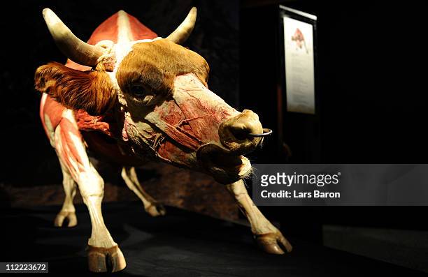 Plastinated bull is pictured during the opening day at the Body World Animals exhibition at the Cologne Zoo on April 15, 2011 in Cologne, Germany....