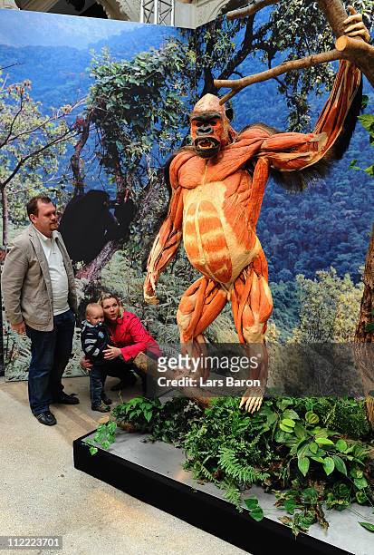Visitors look at a plastinated gorilla on the opening day at the Body World Animals exhibition at the Cologne Zoo on April 15, 2011 in Cologne,...
