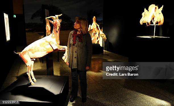 Visitor look at a plastinated ibex on the opening day at the Body World Animals exhibition at the Cologne Zoo on April 15, 2011 in Cologne, Germany....