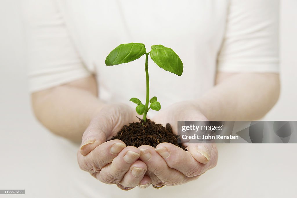 Old lady's hands holds small green plant seedling